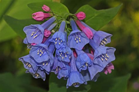 Terranlifeform Virginia Bluebell Mertensia Virginica In Bloom At