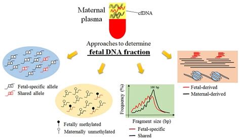 Ijms Free Full Text Bioinformatics Approaches For Fetal Dna