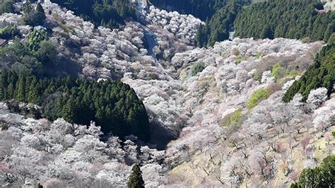 Nara Mountain Spectacle Of Cherry Trees In Full Bloom The Asahi