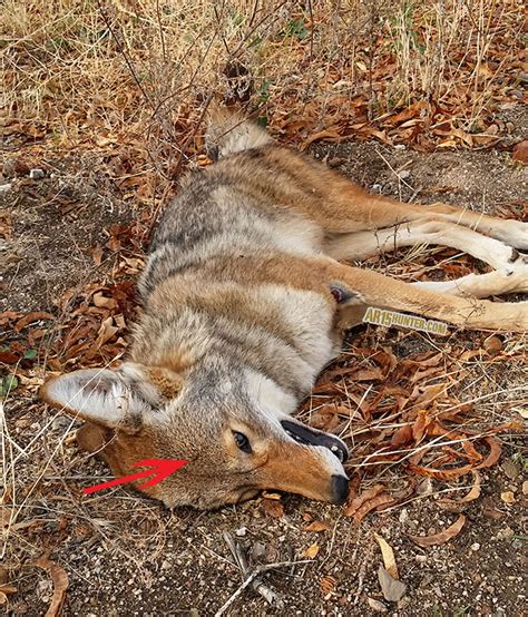 California Coyote Hunt With Lead Free 223 Ammo