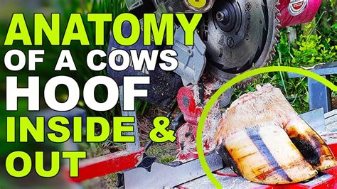 Cutting A Cows Hoof Open The Hoof Gp Youtube