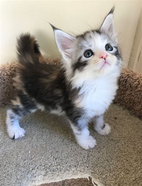 70 Cute Maine Coons Kittens That Are Absolutely Adorable