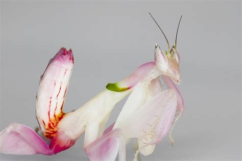 And we have ghost, carolina, giant asian, golden giant asian, and orchid mantis oothecae incubating now. 6 Spectacular Praying Mantises | Mental Floss
