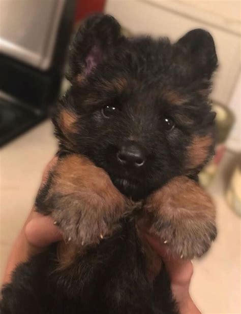 10 Pics That Prove German Shepherd Puppies Are The Purest Creatures On