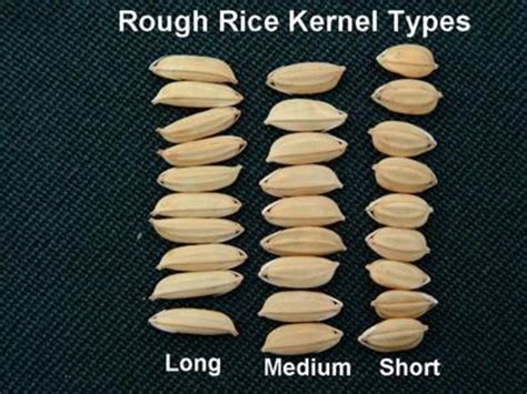 3 Classifications For Rice Length Long Medium And Short Grain Hubpages