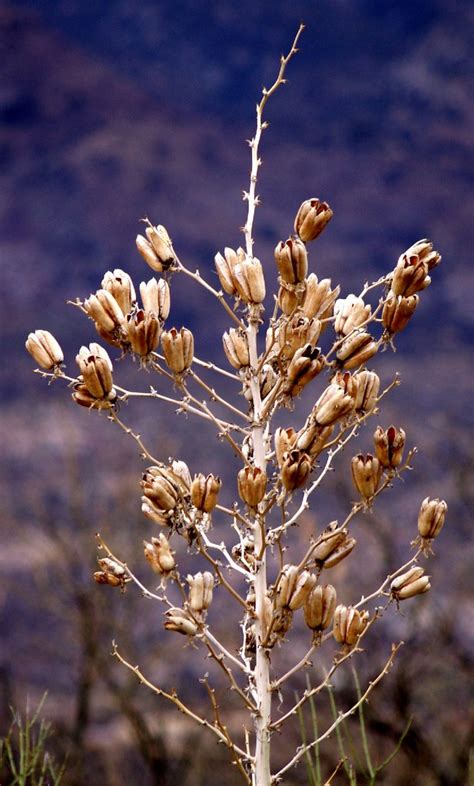 Yucca flowers and flower stalks are edible. Yucca pod bouquet | The dried seed pods of the yucca ...