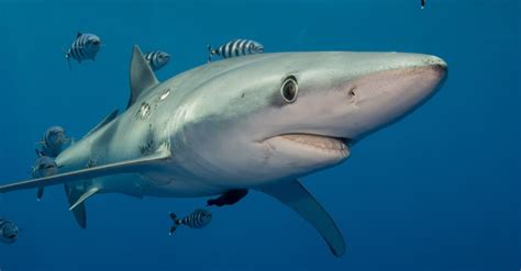 Blue Shark Fish Facts Prionace Glauca Az Animals