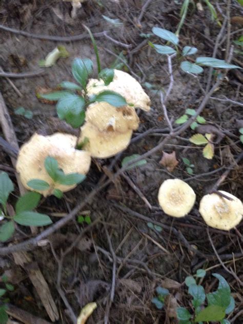 Help Identify Are These Magic Mushrooms Mushroom Hunting And