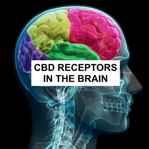 Reviewing The Effects Of Cbd Receptors In The Brain Tanasi