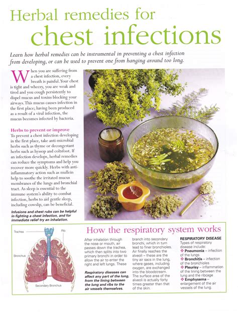 Herbal Remedies For Chest Infections Holistic Remedies Natural Health