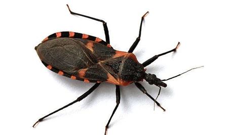 Deadly Kissing Bug Now In Tennessee And Georgia Human Parasites