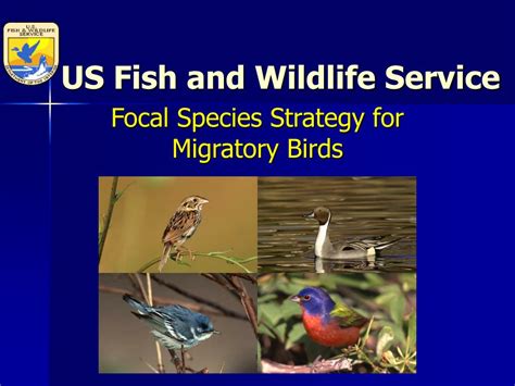 Ppt Us Fish And Wildlife Service Powerpoint Presentation Free