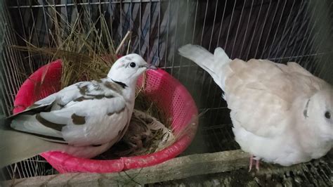 Feeding Baby Dove Youtube