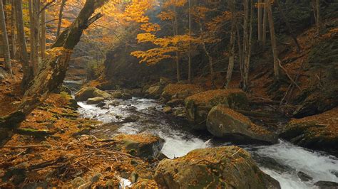Surreal Autumn Forest Rcinemagraphs