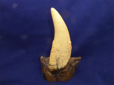 Tyrannosaurus Tooth Cast
