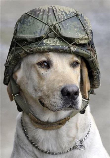 Dogg Military Dogs Dogs Military Working Dogs