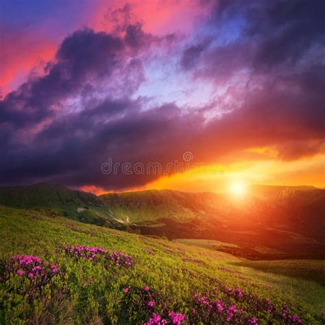Summer Landscape With A Beautiful Sunrise And Mountain Flowers Stock