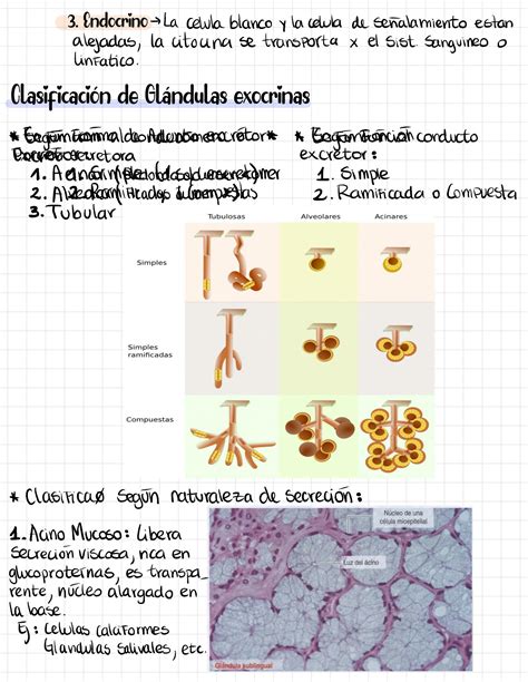 Solution Histolog A Tejido Epitelial Glandular Studypool The Best