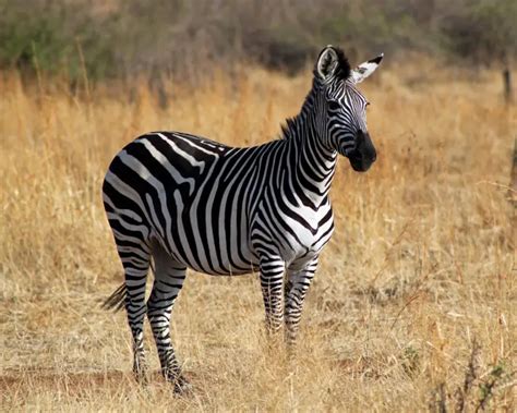 Plains Zebra Facts Diet Habitat And Pictures On Animaliabio
