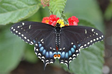 Бабочки Фото Красивые Telegraph