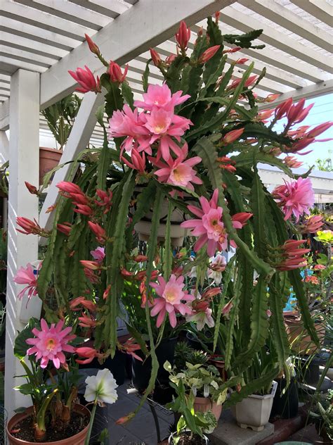 Hanging Cactus With Pink Flowers Beautiful Insanity