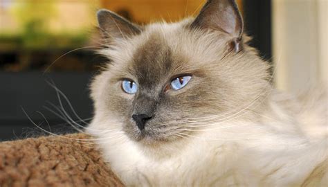 What Types Of Cats Have Blue Eyes Animals Momme