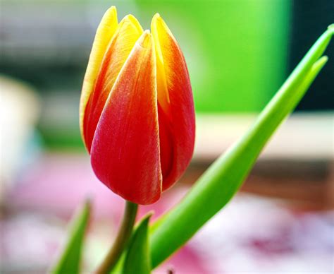 Tulip Flower Spring Free Photo On Pixabay