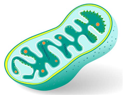 Mitocôndrias Características E Funções Das Mitocôndrias Biologia Net