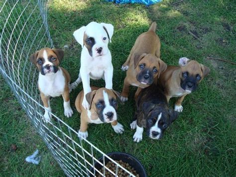 Our next litter of boxers will be posted for reservation soon. New Home Needed for Adorable Little Boxer puppies100 Boxer pups for Sale in Sacramento ...