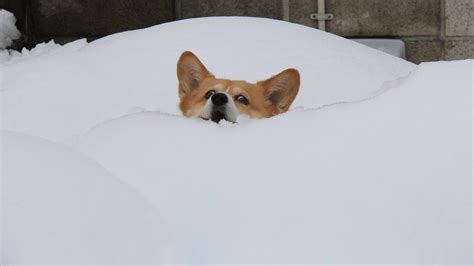 16 Fotos De Perros Que Odian La Nieve