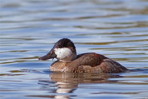 Male Ruddy Duck Non Breeding Plumage Marco Flickr
