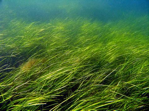 Seagrass Meadow Smithsonian Ocean