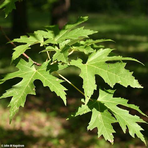 Silver Maple Trees For Sale At Arbor Days Online Tree Nursery Arbor