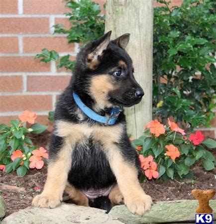 Lovely German Shepherd puppies for sale. 84132