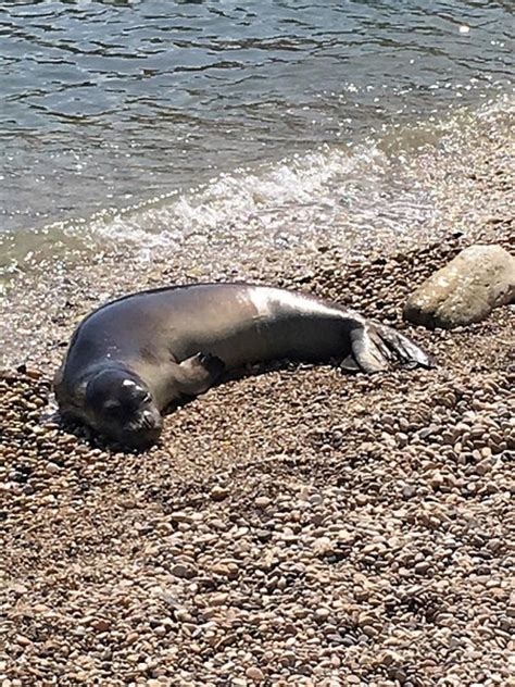 Mediterranean Monk Seal Protection Huge Success In Greece
