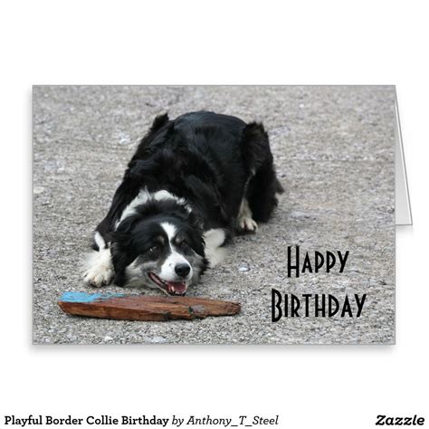 Playful Border Collie Birthday Greeting Card Border Collie Birthday