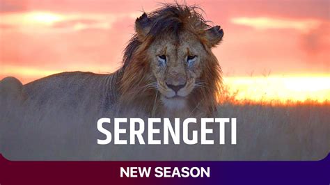 watch serengeti full hd tv show online airtel xstream play