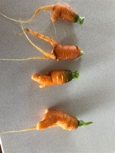 Solved How To Grow Straight Carrots In Raised G Page 2 Bunnings