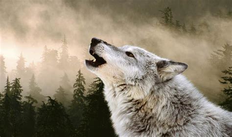 Find images of wolf howling. Could the eerie howls of wolves be the key to how human sounds developed? | Nature | News ...
