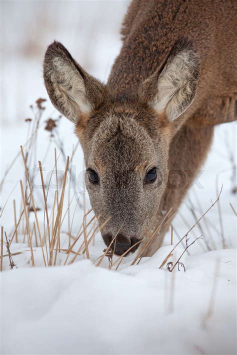 Hungry Roe Deer Capreolus Capreolus Starving In Deep Snow In Winter