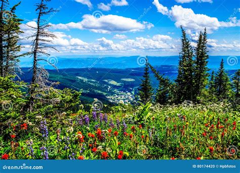 Hiking Through The Mountain Alpine Meadows With Wild Flowers On Tod