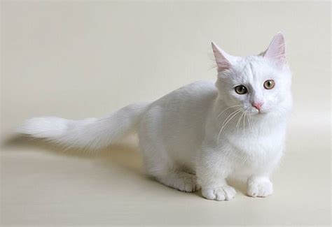 Munchkin Cats ~ Damn Cool Pictures
