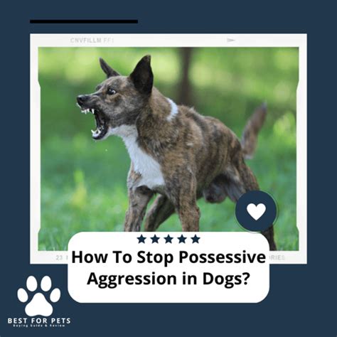 How To Stop Possessive Aggression In Dogs
