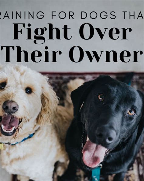 How To Tell If Dogs Are Playing Or Fighting Pethelpful By Fellow