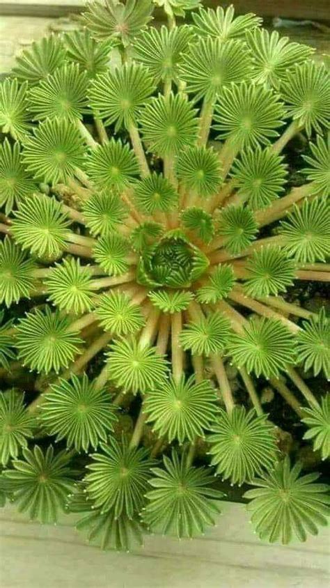 How Tall Do Succulents Grow - how do succulents grow in the wild