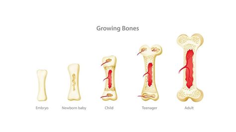 Bone Science Depuy Synthes