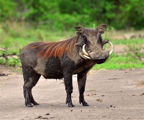 This Warthog Is Over Populated They Live In The Hot And