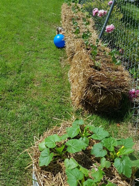 Straw Bales And Flowers In A Garden Next To A Fence With A Blue Ball