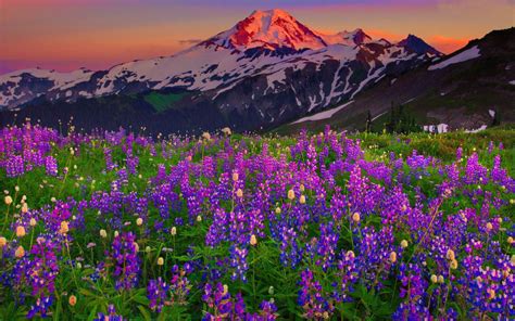 Snowy Mountains Reddish Sky Meadow With Herbs Planinki Purple Color