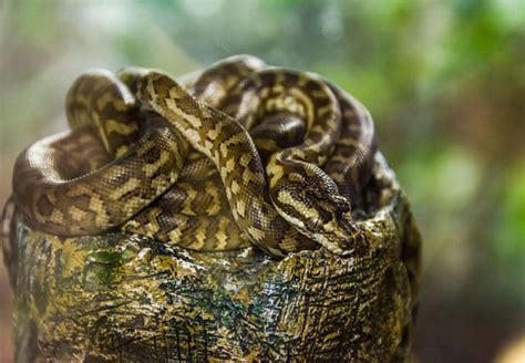 Anthill Python Reptiles Magazine